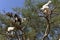 Tree Goats in Morocco