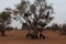 The Tree Goats of Morocco.