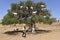 Tree Goats in Morocco with Goatherd