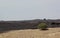 Tree of the golan heights.