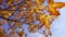 Tree with golden leaves against blue sky, slow motion