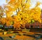 Tree with golden leaves in autumn in the city of Augsburg