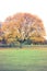 Tree with golden leaves in autumn and sunrays