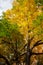 Tree with golden leaves in autumn and sunrays, autumn fall season background