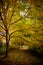 Tree with golden leaves in autumn and sunrays, autumn fall season background.