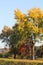 Tree with golden leaves in autumn and sunrays. autumn trees