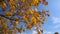 Tree with golden leaves moving against blue sky