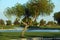 Tree on golf court
