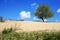 The tree in a grassland desertification