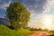 Tree on grassy hillside by the road at sunset