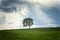 Tree on grassy hillside under cloudy skies