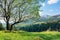 Tree on the grassy meadow in mountains