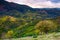 Tree on grassy slope of mountainous rural area