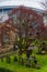 Tree and graveyard outside St. Mary`s Heritage Centre and Touris