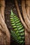 Tree with Green Fern and Soil