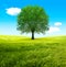 Tree and green fields