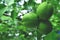 tree, green, fruit, food, leaf, branch, walnut, nature, nut, garden, fresh, leaves, healthy, agriculture, lemon, plant, organic, r