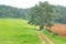 Tree in green grass field, road in farm.