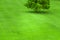 Tree on a green grass lawn