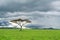 Tree, green grassland, and storm cloud in savannah