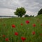 A tree with a green leaf in a field with tall grass and red flowers of a field poppy on the bank of the Sava River during a gloomy