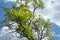 tree with green leaves on the branches, against the blue sky with whitish white clouds