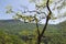 Tree in the green mountain forest. Summer landscape in the subtropics.