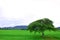 Tree and green rice field