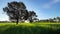 Tree green ricefield blue sky