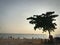 Tree green sea sand ocean sunset holidays travel trip