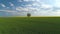 Tree in a green wheat field and yellow rapeseed, 4k aerial video