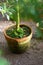 Tree grow in old clay pot with label on root. Plant potted in terracotta flowerpot for home garden