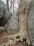 Tree grow in rock trunk boulder forest stones