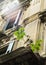 Tree growing from a concrete part of the building