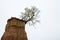 Tree growing in the corner of soil formation in the desert - agains cloudy sky