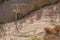 Tree growing in crack in solid granite hill at Spitzkoppe