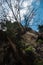 Tree growing by creeping on the wall edge of karst rock cliff with cloudy blue sky