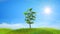 Tree Growing on a green Hill with the Sun and Clouds background.