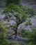 Tree growing on hill slope surrounded by blossoming bluebells