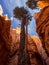 Tree Growing in Hoodoo, Bryce Canyon National Park