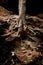 Tree growing inside cave of tropical rainforest