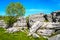 Tree growing from limestone pavement.