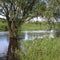 A tree growing in the middle of a calmly flowing river