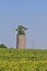 Tree growing out of an old concrete silo