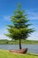 A tree growing out of an old rusty boat. In the background a flowing river and a nice sky.