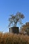 Tree growing out of an old silo