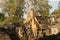 Tree growing over temple ruin, Angkor Wat, Cambodia