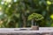 A tree growing on a pile of coins on a wooden table and a blurry green background