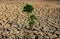 Tree growing racked and dry soil in arid