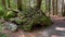 Tree growing on rock, Bavarian Forest National Park. Germany